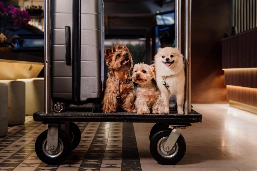 Admite mascotas  ESTELAR Calle 100 Colombia - Bogotá Admite mascotas  ESTELAR Calle 100 Colombia - Bogotá